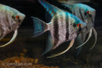 Blue Diamond Angelfish