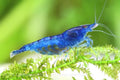 Blue Shrimp, (4 pack)