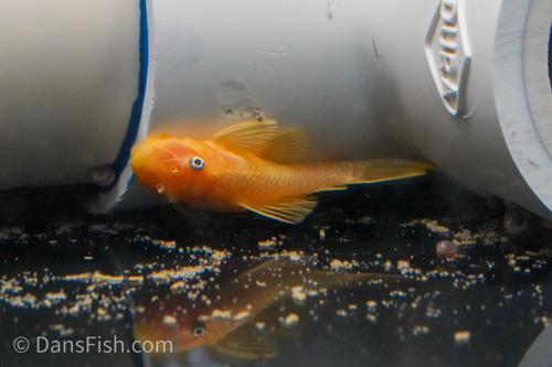 Lemon Blue Eye Bushynose Pleco