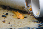 Lemon Blue Eye Bushynose Pleco