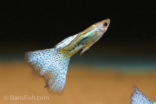 Blue Grass Guppy
