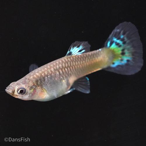 Blue Grass Guppy