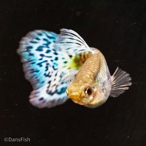 Blue Grass Guppy
