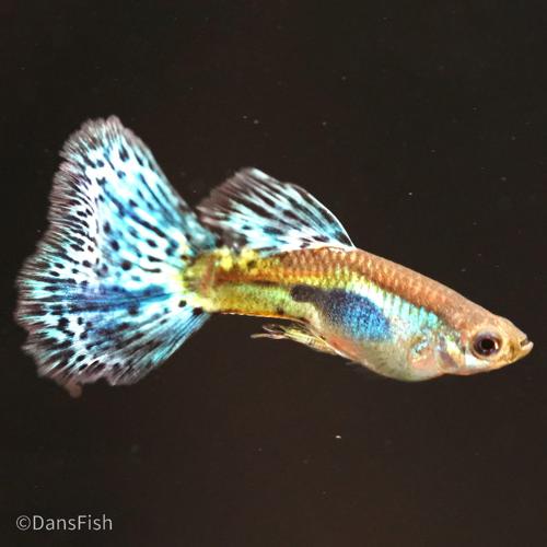 Blue Grass Guppy