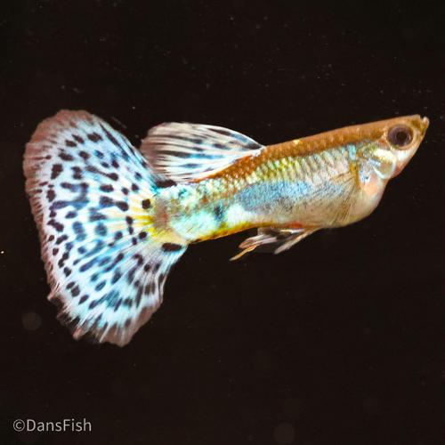 Blue Grass Guppy