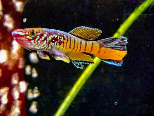 Blue Gularis 'Warri'