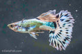 Blue Ivory Guppy