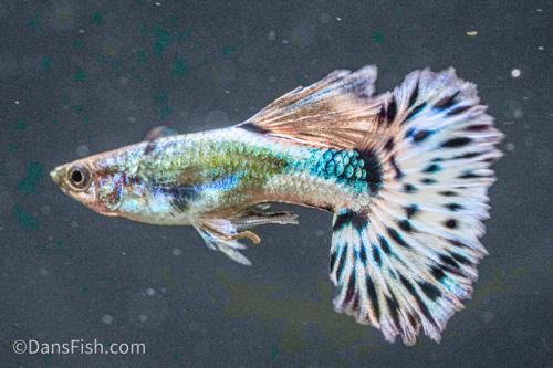 Blue Ivory Guppy