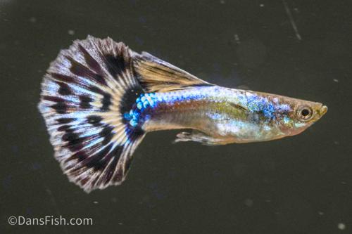 Blue Ivory Guppy