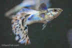 Blue Ivory Guppy