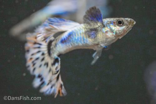 Blue Ivory Guppy