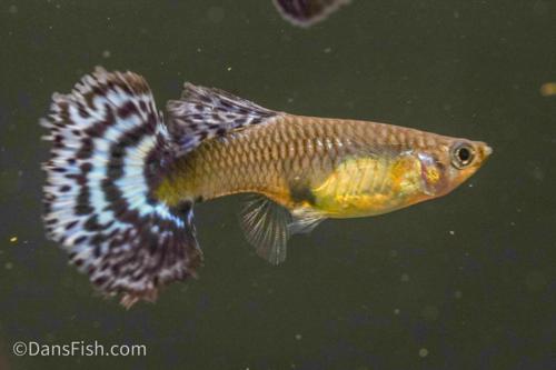 Blue Ivory Guppy
