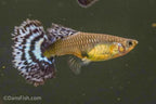Blue Ivory Guppy