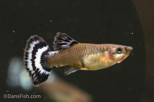 Blue Ivory Guppy