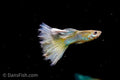 Blue Lace Guppy