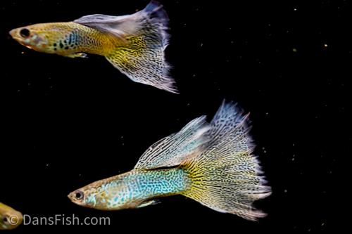 Blue Lace Guppy