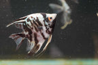 Blue Marble Angelfish