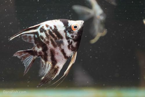 Blue Marble Angelfish