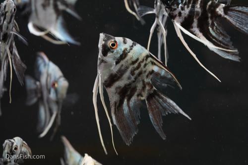 Blue Marble Angelfish
