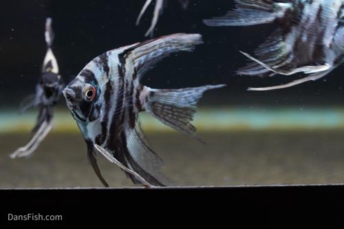 Blue Marble Angelfish