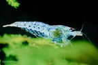Blue Shrimp, (4 pack)