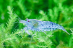 Blue Shrimp, (4 pack)