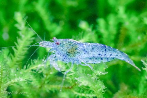 Blue Shrimp, (4 pack)