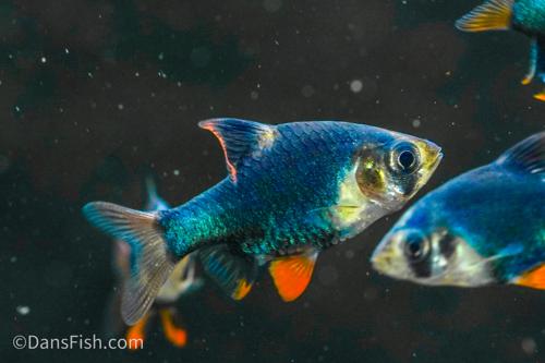 Blue Velvet Tiger Barb