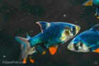 Blue Velvet Tiger Barb