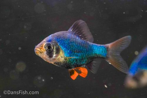 Blue Velvet Tiger Barb