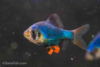 Blue Velvet Tiger Barb