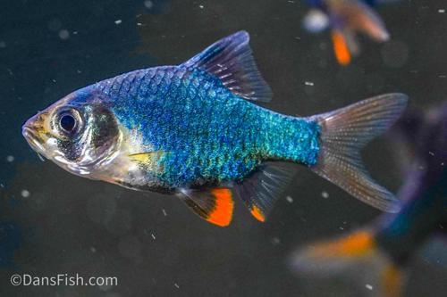 Blue Velvet Tiger Barb