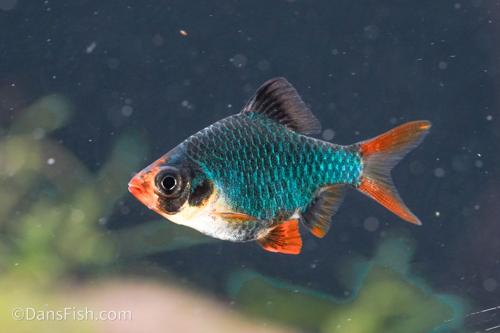 Blue Velvet Tiger Barb