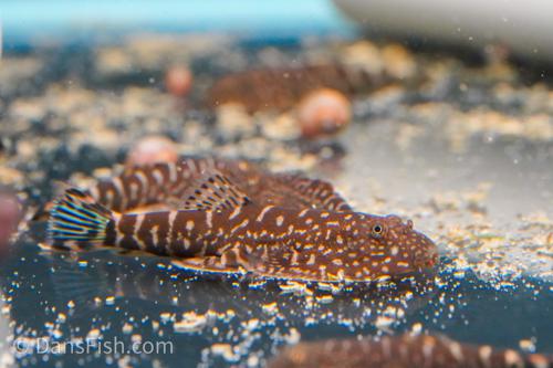 Blue Zebra Hillstream Loach