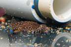 Blue Zebra Hillstream Loach