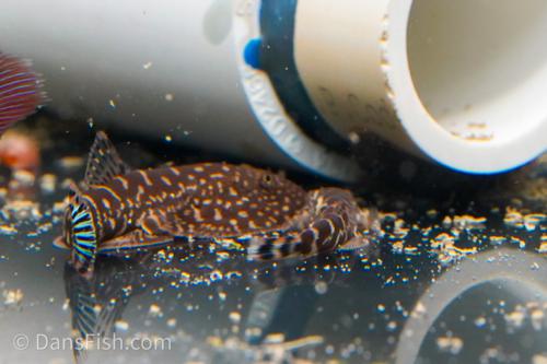 Blue Zebra Hillstream Loach