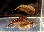 Blue Zebra Hillstream Loach