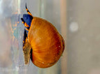 Blueberry Snail, (3 pack)