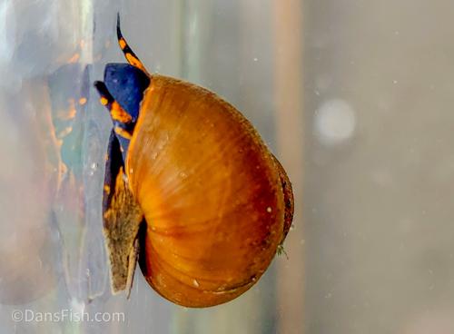 Blueberry Snail, (3 pack)