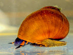 Blueberry Snail, (3 pack)