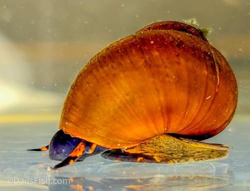 Blueberry Snail, (3 pack)