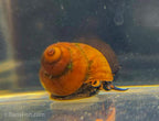 Blueberry Snail, (3 pack)
