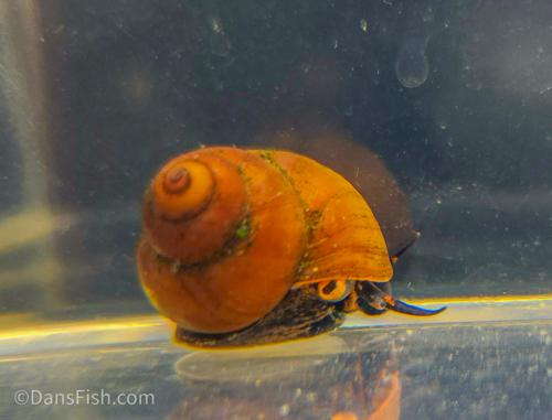 Blueberry Snail, (3 pack)