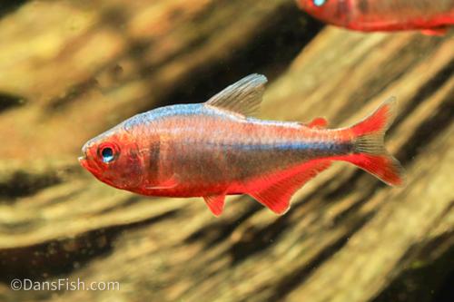 Blueberry Tetra