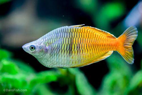 Boesemani Rainbowfish