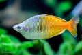 Boesemani Rainbowfish