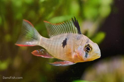 Bolivian Ram