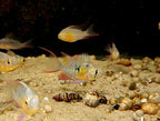 Bolivian Ram