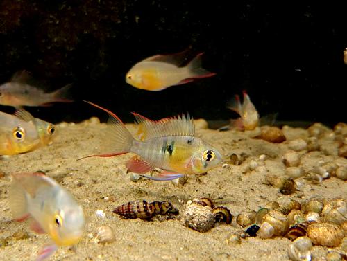 Bolivian Ram