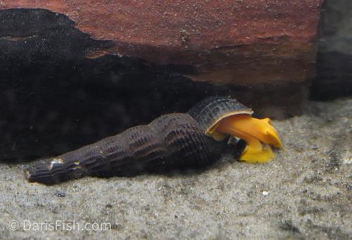 Orange Rabbit Snail, (3 pack)